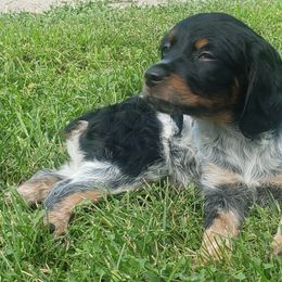 French Brittany Puppies from Dakota Point Kennel