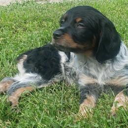 French Brittany Puppies from Dakota Point Kennel