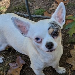 Angie - Chihuahua