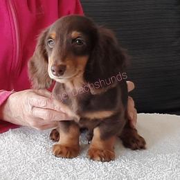 Neuffen - AKC-PET 2,100 - Chocolate and tan male Dachshund puppy in Valdosta, Georgia from Flangel Dachshunds