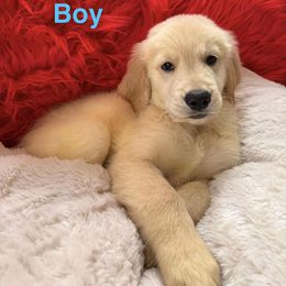 Light Blue - Golden male Golden Retriever puppy in Huntington Beach, California from American True Golden retriever