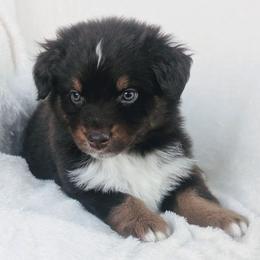 Boy 3 - Red tri-color male Australian Shepherd puppy in Yakima, Washington from Naches Heights Ranch
