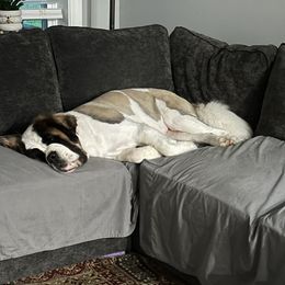 Saint Bernard All Grown Up from Tiffeny’s pups