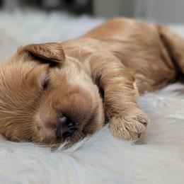 Boy 2 - Buff and white male Cockapoo puppy in Salt Lake City, Utah from Utah Cocker Spaniels