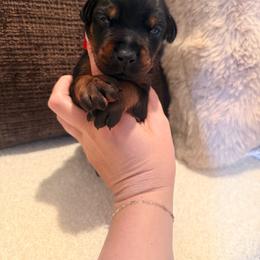 Black Female - Black and rust female Doberman Pinscher puppy in Wirtz, Virginia from Ludic Kennels