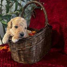 Earth Angel - Cream male Poodle puppy in Hemet, California from Vallevistadoodles