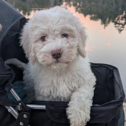 Aida - White female Lagotto Romagnolo puppy in Coos Bay, Oregon from Royal and Loyal Lagotto Romagnolo