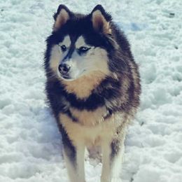 Jr - Siberian Husky