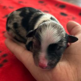 Kingston - Blue merle male Miniature Australian Shepherd puppy in Lakeport, California from Akins Aussies/Wild Rose Ranch