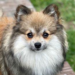 Riko - Pomeranian