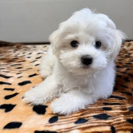 Maltese Puppies from Medhat Samuel