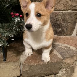 Buddy - Pembroke Welsh Corgi puppy from Mak-N-Hay Farms