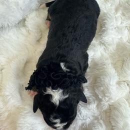 Black collar male Bern - Tri-color male Bernedoodle puppy in Mc Henry, Maryland from TLC by the Lake Standard Poodle and Doodles