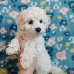 Elliot - White male Poodle puppy in Blanch, North Carolina from Faithful Hearts Kennel