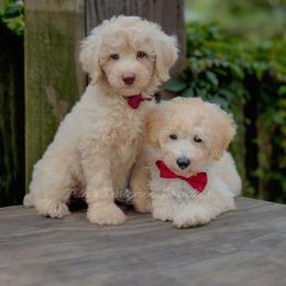 Fennel - Cream male Aussiedoodle puppy in Centreville, Mississippi from Trin's Designer Doodles
