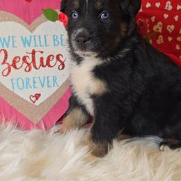 Black Tri Female 2 - Black tri-color female Australian Shepherd puppy in Crossville, Alabama from Bluff View Aussies