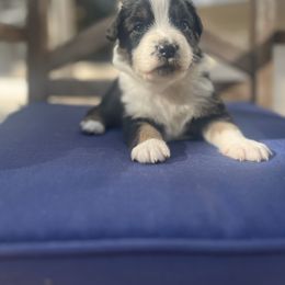 Australian Shepherd Puppies from J&J Aussies