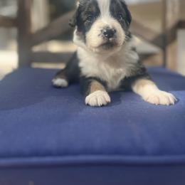 Australian Shepherd Puppies from J&J Aussies