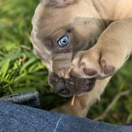 Cane Corso Puppies from HOUSE OF HALL CANE CORSOS