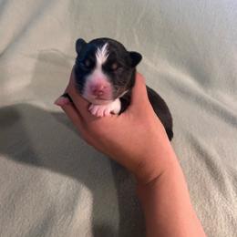 Milo - Black tri-color male Australian Shepherd puppy in Mcmillan, Michigan from Hall-N-Auss Australian shepherds