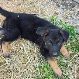 Female 4 - Black and tan female German Shepherd puppy in Leon, West Virginia from Heart2Heart Kennels