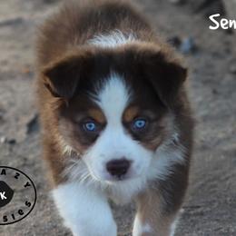 Sencha - Red tri female Miniature Australian Shepherd puppy in Garden Plain, Kansas from Krazy K Aussies