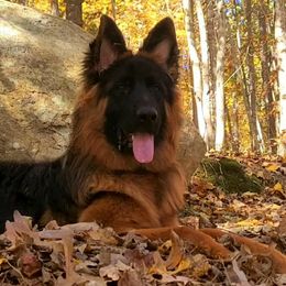 Kaia vom Zuflucht - Purple Collar - Black and red female German Shepherd puppy in Charlotte, North Carolina from Zuflucht K9s