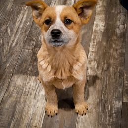 Anatolian Shepherd Dog and Australian Cattle Dog Puppies from 4D Cattle Dogs