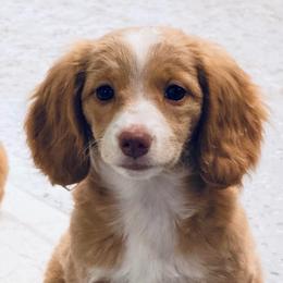Benelli - Dachshund
