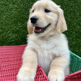 Golden Retriever Puppies from Jackson Farm Kennels