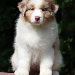 Australian Shepherd and Golden Retriever Puppies from Shadomoon