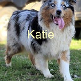 Australian Shepherd All Grown Up from LL Farm Australian Shepherds