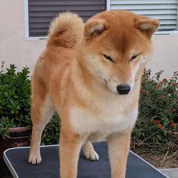 Ginger - Shiba Inu
