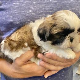 Shih Tzu Puppies from Willow Lane Shih Tzus