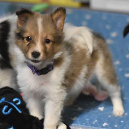 Truffle - Sable merle and white female Shetland Sheepdog puppy in Wolcott, Indiana from Southside Shelties