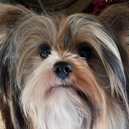 Bella - Yorkshire Terrier