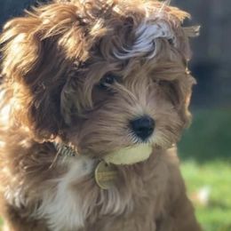 Cavapoo All Grown Up from Cavapoos R4 Cuddles