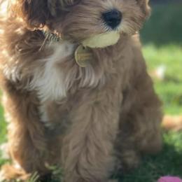 Cavapoo All Grown Up from Cavapoos R4 Cuddles