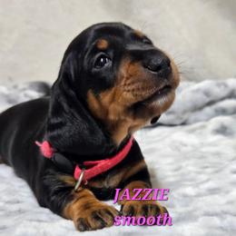 Jazzie - Black and tan female Dachshund puppy in Blair, Oklahoma from North Fork Doxies-Okla