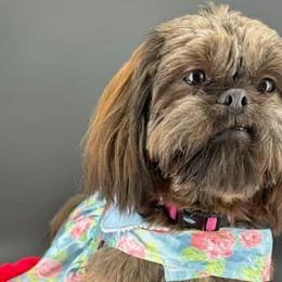 Malibu - Shih Tzu