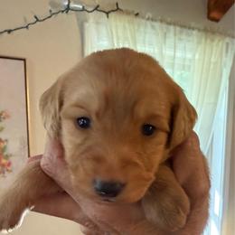 Willie - Red male Aussiedoodle puppy in Allardt, Tennessee from Hearth&Hound Doodles