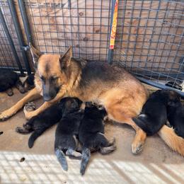 Boy 2 - reserved not yet named (Thanks Lynn) - Black and red male German Shepherd puppy in Galt, California from At Redwood Runs