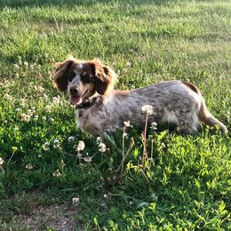 Australian Shepherd, Dachshund, and Miniature Australian Shepherd All Grown Up from Outlaw Aussies & Doxies