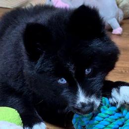 Magnolia - Black female Siberian Husky puppy in East Tawas, Michigan from BurnsBerg's Woolies