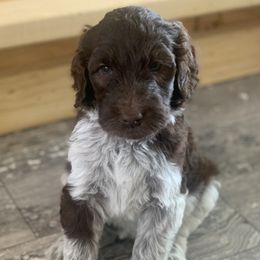 Bernedoodles and Labradoodles from County Line Kennels