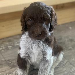 Bernedoodles and Labradoodles from County Line Kennels