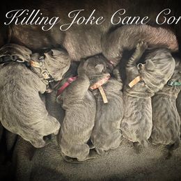 Cane Corso Puppies from Killing Joke Cane Corsos