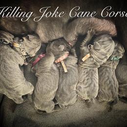 Cane Corso Puppies from Killing Joke Cane Corsos