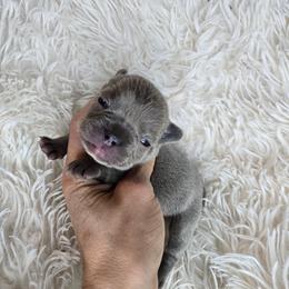Pearl - Blue female French Bulldog puppy in Lubbock, Texas from West Texas Dachshunds LLC