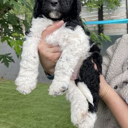 "Cowboy" Goldendoodle Puppies from Simply Doodles Ojai